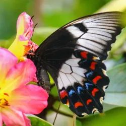 Coffs Harbour Butterfly House - Coffs Harbour