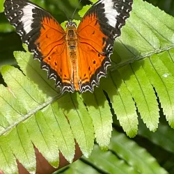 Coffs Harbour Butterfly House - Coffs Harbour