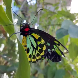Coffs Harbour Butterfly House - Coffs Harbour