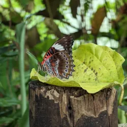Coffs Harbour Butterfly House - Coffs Harbour