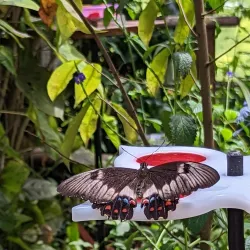 Coffs Harbour Butterfly House - Coffs Harbour