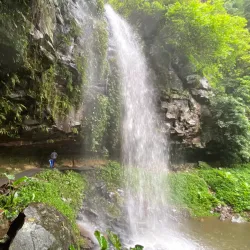 Dorrigo National Park - Coffs Harbour