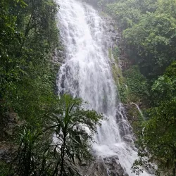 Dorrigo National Park - Coffs Harbour