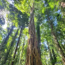 Dorrigo National Park - Coffs Harbour
