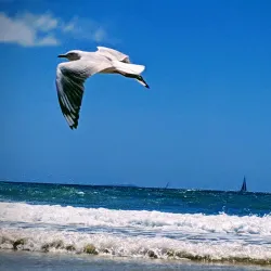 Park Beach - Coffs Harbour
