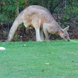 Mount Coolum Golf Club - Coolum Beach