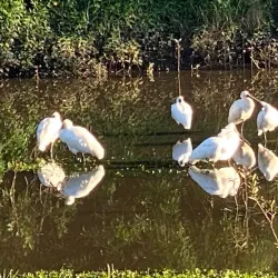 Mount Coolum Golf Club - Coolum Beach