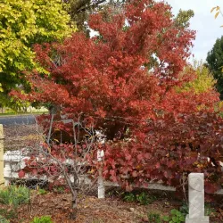 Anzac Park - Cootamundra