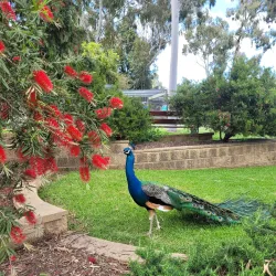 Cootamundra Botanic Gardens - Cootamundra