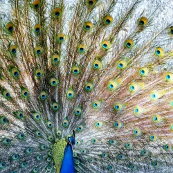 Cootamundra Botanic Gardens - Cootamundra