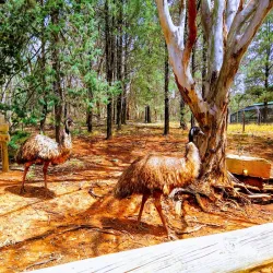 Cootamundra Botanic Gardens - Cootamundra