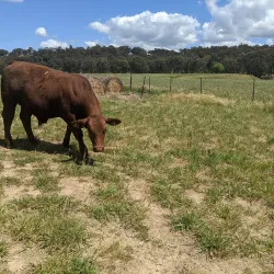 Cootamundra Golf Club - Cootamundra