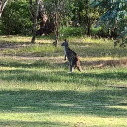 Cootamundra Golf Club - Cootamundra