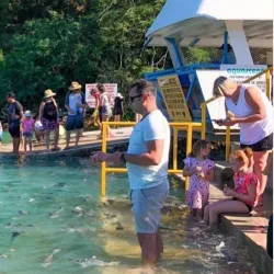 Aquascene Fish Feeding - Darwin