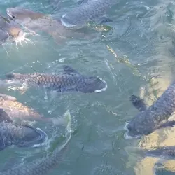 Aquascene Fish Feeding - Darwin