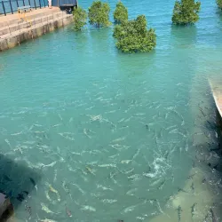Aquascene Fish Feeding - Darwin