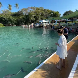 Aquascene Fish Feeding - Darwin
