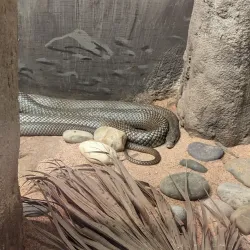 Crocosaurus Cove - Darwin