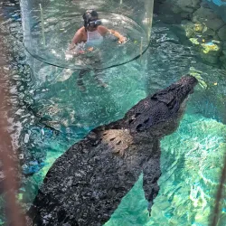 Crocosaurus Cove - Darwin