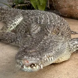 Crocosaurus Cove - Darwin