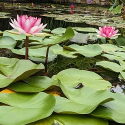 George Brown Darwin Botanic Gardens - Darwin