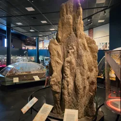 Museum and Art Gallery of the Northern Territory - Darwin