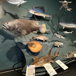 Museum and Art Gallery of the Northern Territory - Darwin