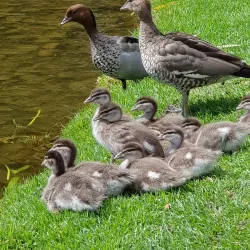 Deniliquin Botanic Gardens - Deniliquin NSW