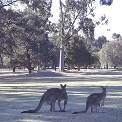 Deniliquin Golf Club - Deniliquin NSW