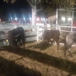 Deniliquin Racecourse - Deniliquin NSW