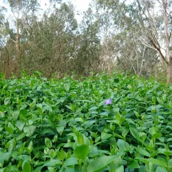 Birrarrung Park - Doncaster