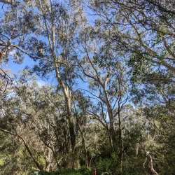 Birrarrung Park - Doncaster