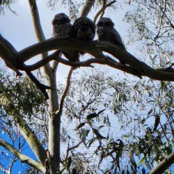 Birrarrung Park - Doncaster