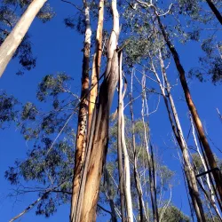 Mullum Mullum Creek Linear Park - Doncaster