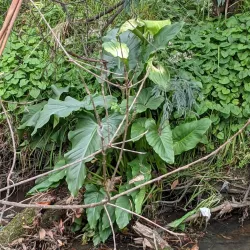 Mullum Mullum Creek Linear Park - Doncaster