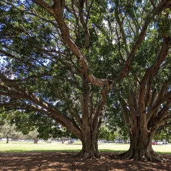 Lyne Park - Double Bay