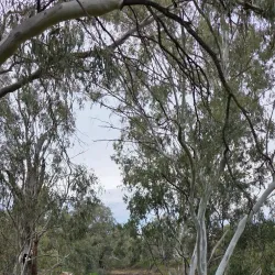 Macquarie River Walk - Dubbo