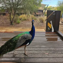 Taronga Western Plains Zoo - Dubbo