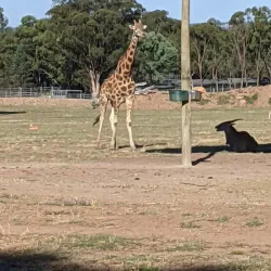 Taronga Western Plains Zoo - Dubbo