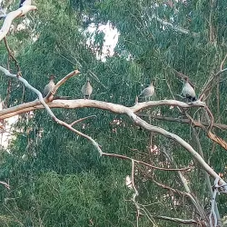 Diamond Creek Trail - Eltham