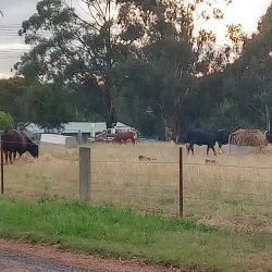 Diamond Creek Trail - Eltham