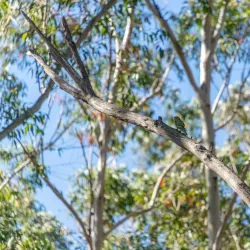 Dural Regional Park - Epping
