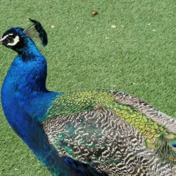 Kentwell Park - Epping