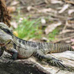 Lane Cove National Park - Epping