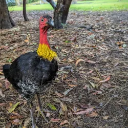 Lane Cove National Park - Epping
