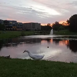 Macquarie University - Epping
