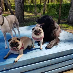 Thornleigh Oval - Epping