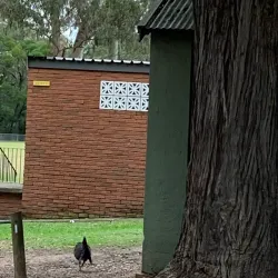 Thornleigh Oval - Epping