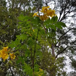Thornleigh Oval - Epping
