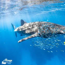 Ningaloo Reef - Exmouth